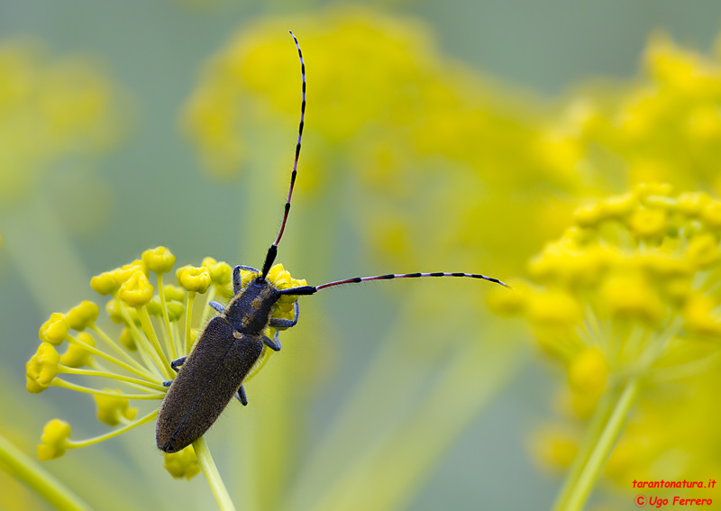 Agapanthia asphodeli e Clytus rhamni